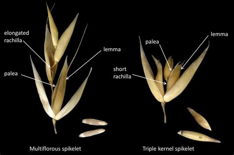 Spikelet And Grain Of Typical Hulless And Hulled Oat Multiflorous