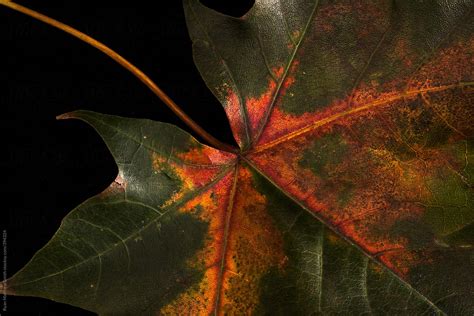 Interesting Fall Leaf By Stocksy Contributor Ryan Matthew Smith