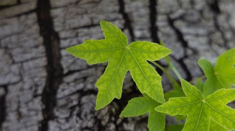 Download Wallpaper 3840x2160 Leaves Tree Bark 4k Uhd 16