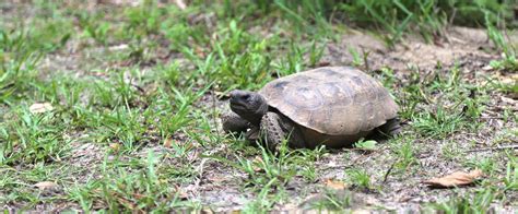 Gopher Tortoises On The Van Fleet State Trail Florida State Parks