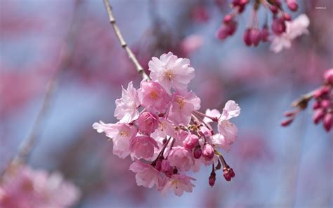 Pink Cherry Blossom Wallpaper Images