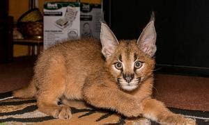 As a general rule, know my mom wasn't too keen on cats in the house but annie quickly won her over to the point mom always. Caracal lynx exotic cat for sale adoption | Posot Class