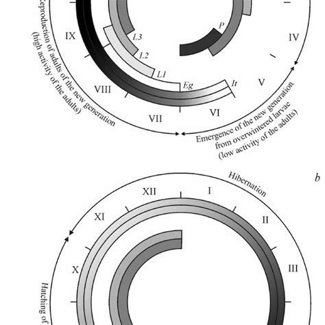 Bivoltine Spring Summer Iteroparous Life Cycle By The Example Of