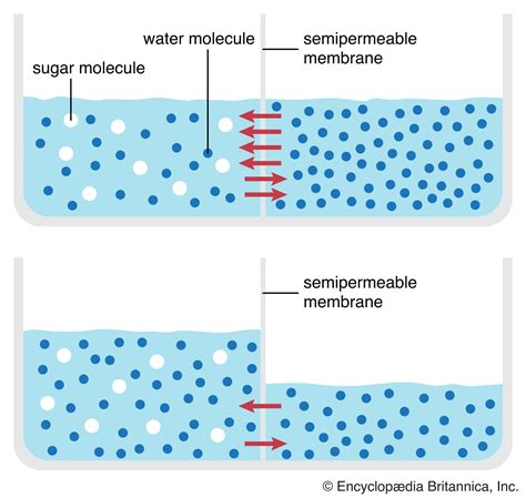 🌱 Why Is Osmosis Important For Cells Osmosis And Its Role In Human