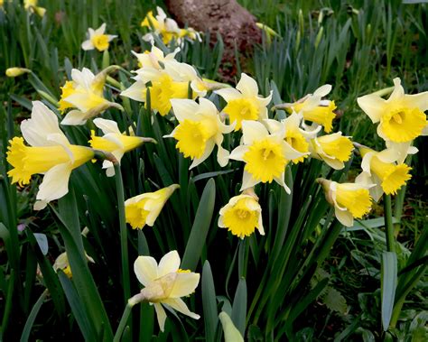 Narcissus Lobularis Lent Lily Bulbs — Buy Online At Farmer Gracy Uk