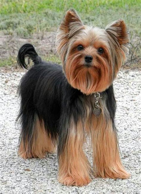 20 Pictures Yorkie Haircuts And Yorkie Hair Styles To Try Right Now
