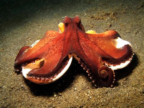 Octopus Sealife Underwater Ocean Sea Wallpapers Hd Desktop And