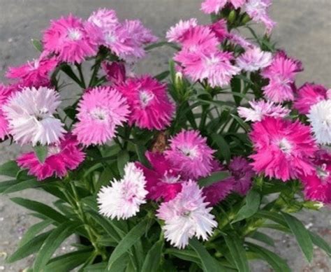 Dianthus Sugar N Spice Greenhouse Product News