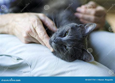 Comforting A Sick Cat Stock Image Image Of Emotional 63477761