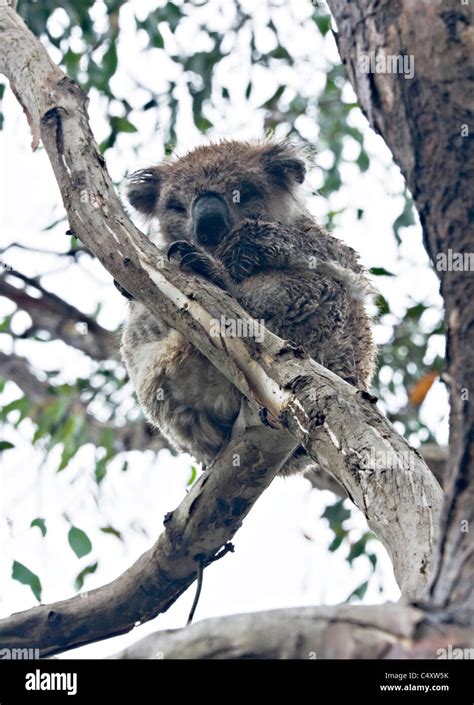 Koala Bear Perches In Eucalyptus Tree In Tower Hill State Game Reserve
