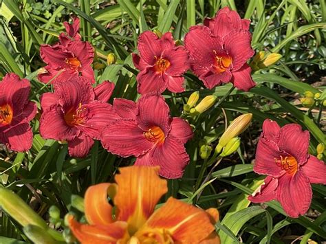 Daylily Hemerocallis Raspberry Wine In The Daylilies Database