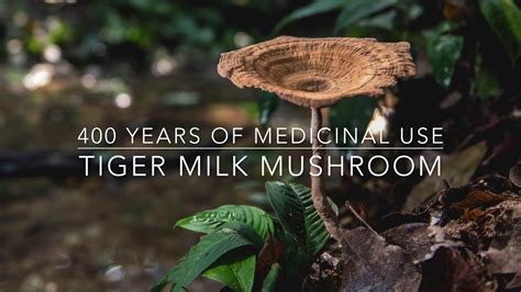 A unique and precious medicinal mushroom of malaysia rain forests. Tiger Milk Mushroom, What You Need To Know? - MegaLive