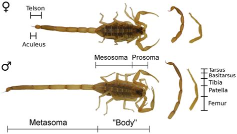 Beware The Pregnant Scorpion Science News