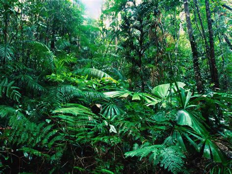 Bosques De Mexico Flora Y Fauna Vostan