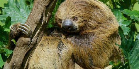 Adopt A Southern Two Toed Sloth Smithsonians National Zoo Two Toed