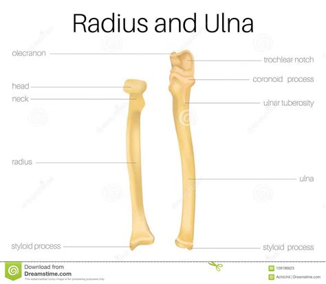 The distal surface of the radius has two facets, for articulation with the scaphoid and lunate carpal bones. Radius and Ulna bone stock vector. Illustration of radius ...