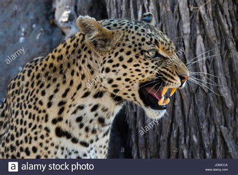 Leopard Teeth Stockfotos And Leopard Teeth Bilder Alamy