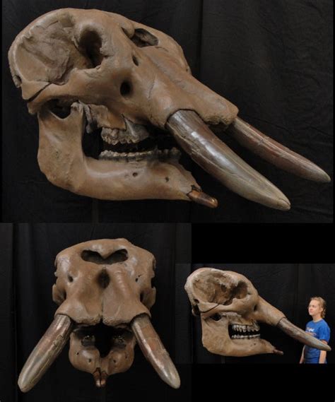 Snowmastodon Female Pathological Skull Replica Dinosaurs Rock Superstore Fossil And Mineral