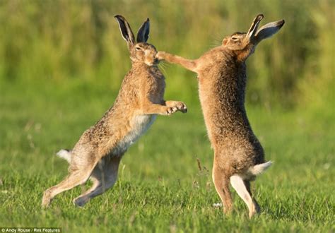 Stop Giving Me The Runaround Incredible Pictures Capture The Moment A Male Hare Gives Chase To