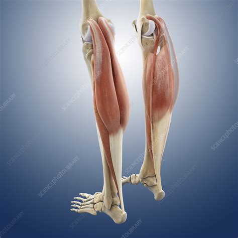 Calf Muscles Artwork Stock Image C0134571 Science Photo Library