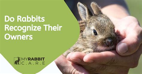 Do Rabbits Recognize Their Owners 10 Distinct Signs