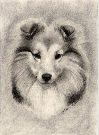 Drawing Sheltie Cute Animal Drawings Cool Drawings Drawing Animals