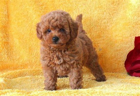 Miniature Poodle For Sale In Denver 1 Petzlover
