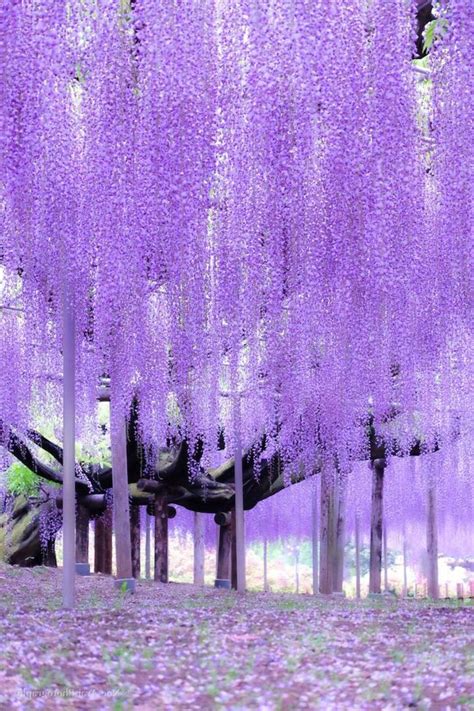 Spring Wallpaper Hd Purple Hanging Flowers Tree Purple Blooms On The