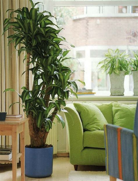 Large Plants In The House Ideas Designs And More
