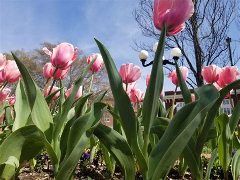Pink And White Tulips Are In The Foreground With Blue Sky Behind Them