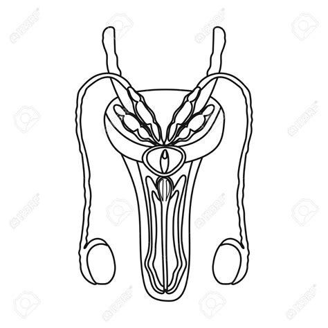 Female Reproductive System Drawing Free Download On Clipartmag