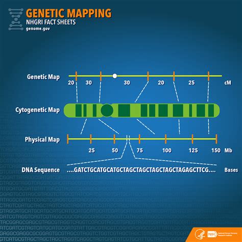 Genetic Mapping Fact Sheet