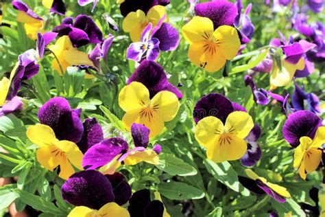 Purple And Yellow Pansies Stock Image Image Of Blossom 93063377
