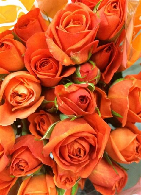 Orange Babe Spray Roses Rose Spray Roses Florist Supplies