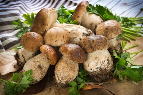 Funghi porcini, il sapore dell'autunno | Mangiarebuono.it