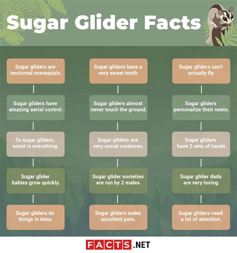 Top 15 Sugar Glider Facts Diet Lifespan And More