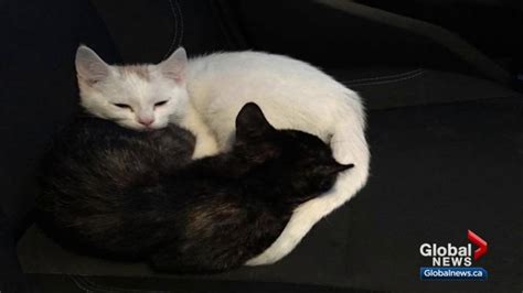 Kittens Allegedly Thrown From Vehicle In Alberta Find Home Thanks To