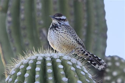 16 Amazing Desert Birds In The World Utah Pulse