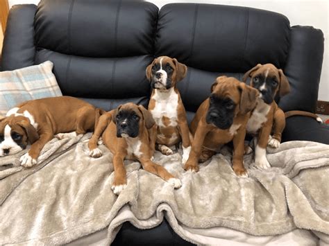 Learn more about las vegas foster kittens in las vegas, nv, and search the available pets they have up for adoption on petfinder. Boxer Puppies For Sale | Las Vegas, NV #293877 | Petzlover