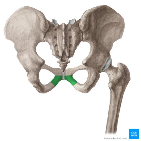 Musculus Transversus Perinei Superficialis Anatomie Kenhub