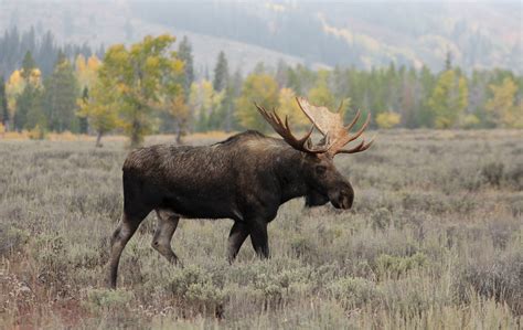 We did not find results for: Alaska Wildlife Rescue News - Alaska Wildlife Rescue