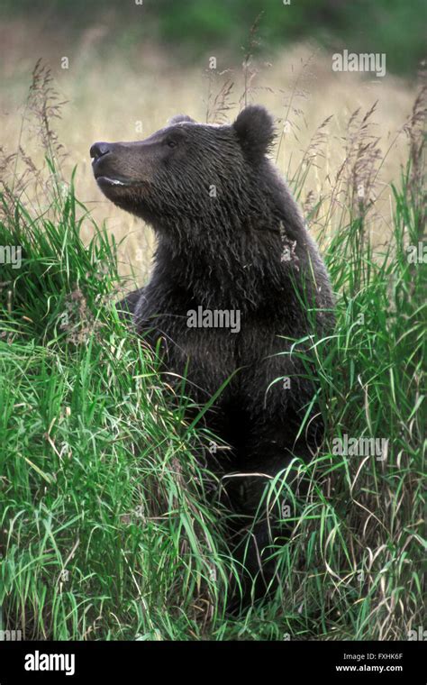 Young Kodiak Brown Bear Alaskan Grizzly Bear Ursus Arctos
