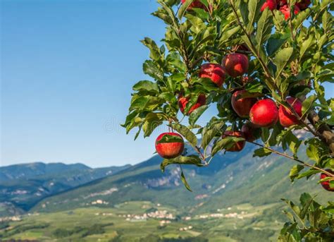 Osservi Giù Le Vigne Ed I Frutteti Di Frutta Idilliaci Di Trentino Alto