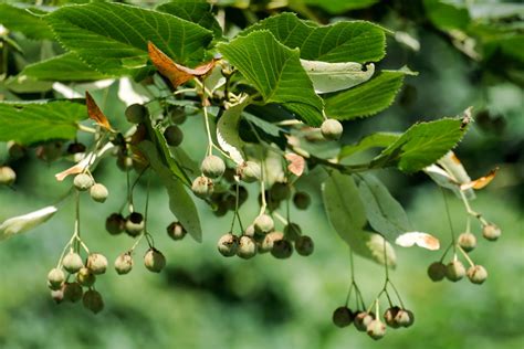Linden Tree Tips For Growing And Caring Plantura