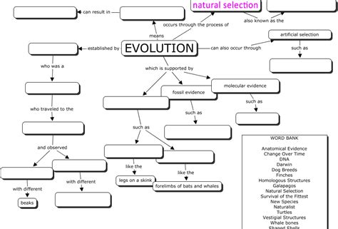 Best Templates Biology Concept Map Answers