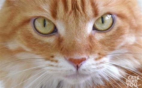 Lentigo simplex is a common lesion and usually appears in childhood. Lintigo Simplex - Freckled Noses in Orange Cats - Cats ...