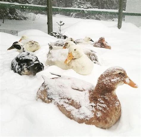Cold Weather Tips For Winter Duck Care Keeping Ducks Pet Ducks Duck