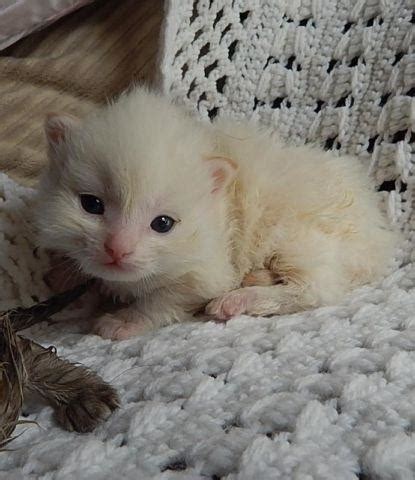 They are not overly demanding or hyper but they do enjoy attention and affection from their companions. TICA Flame Mitted Male Ragdoll Kitten for Sale in Coventry ...