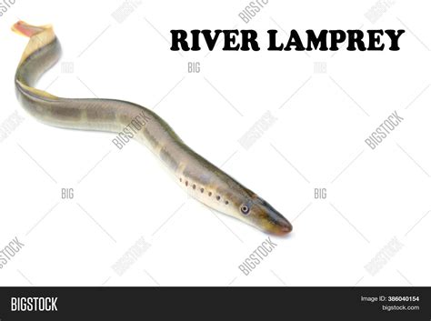 river monsters vampire eel