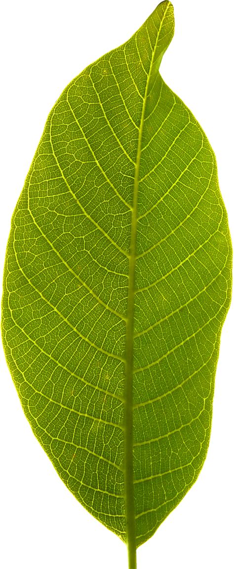 超过 500 张关于 Transparent Leaf 和 自然 的免费图片 Pixabay